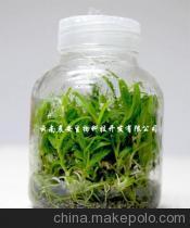 云南晨安生物科技开发-企业库-