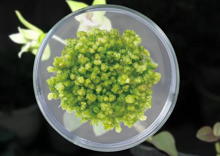 大连普瑞康亮相fic2024,以生物科技引领中国珍稀濒危药用植物可持续